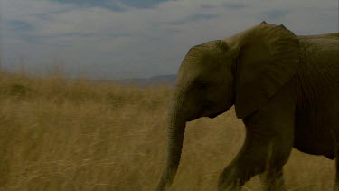 Elephants pair two run away  raise trunk chewing walking across frame day