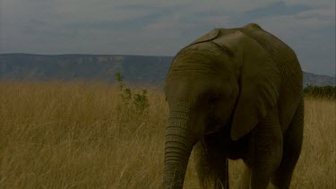 Elephant MCU raise trunk chewing walking across frame day