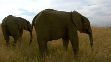 Elephants pair two run away  raise trunk grazing clouds plains savannah grassland day