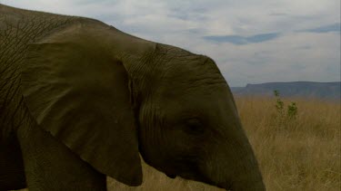 Elephant CU raising waving trunk in air mouth open **  day