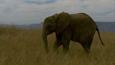 Elephant walk to camera profile mouth ears flap eyes trunk raised up in air