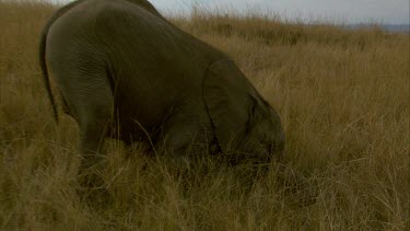 Elephant kneels stands up turn eats grass day savannah