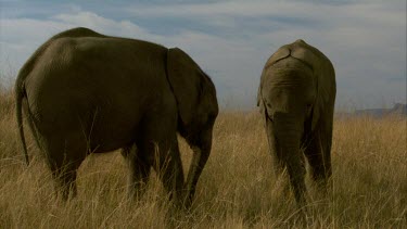 Elephant CU raising waving trunk in air mouth open **  day