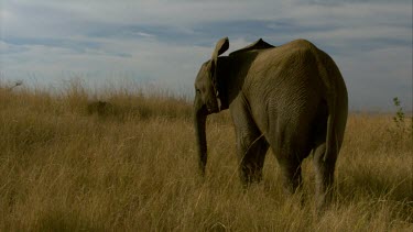 Elephant raising trunk pair  walking day  close