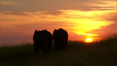 Elephant two young pair follow sunset silhouette sky cloud yellow orange