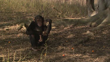 Chimpanzee sits fright climbs up into banyan ? Tree