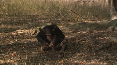 Chimpanzee sits eat fright climbs up into banyan ? Tree