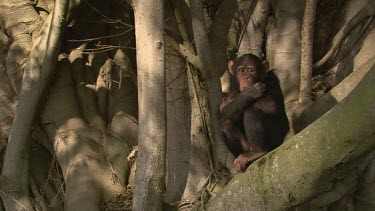 Chimpanzee sits frightened alone sad sucks thumb cute day