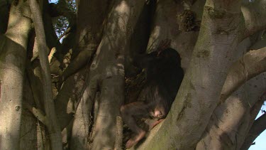 Chimpanzee sits in tree frightened alone sad sucks thumb cute day
