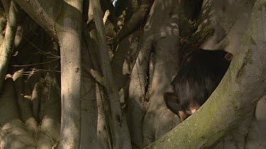 Chimpanzee sits frightened slaps hand on tree  alone sad sucks thumb cute day