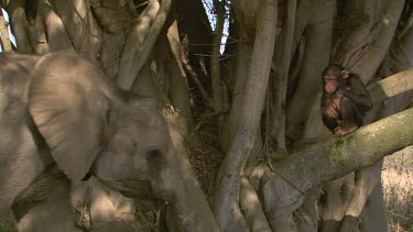 Elephant comes up to Chimpanzee sit in tree  alone  cute day