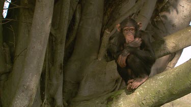 MS Chimpanzee  sit in tree  sucking thumb scratching  day