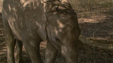 MCU young elephant raises trunk tree feed graze browse day