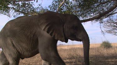 MS elephants raise trunk to reach leaves  in tree day