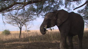 MS elephants raise trunk to reach leaves  feed eat mouth  tree day