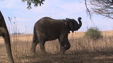 MCU elephant feet walk browse leaf litter ground day