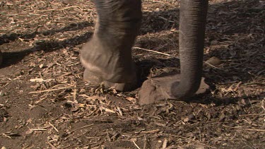 MCU elephant feet dig soil  earth  day