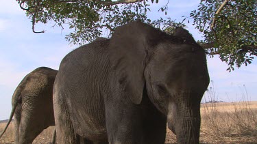 MCU elephant trunk blow dust over back dust bathe pair   earth  day