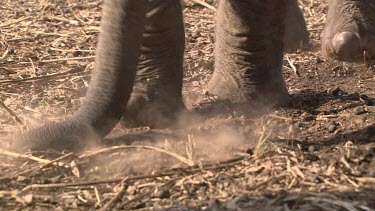 CU elephant trunk blow dust over back dust bathe pair kick earth  day