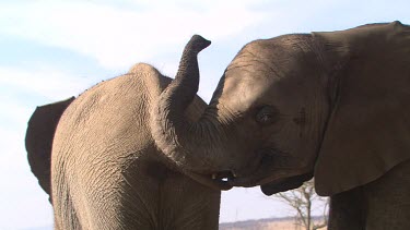 African elephant mammal grey blowing dirt on back dust bathe earth day