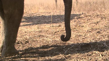 African elephant elephants mammal pair couple trunk searching raised entwined dirt dust day