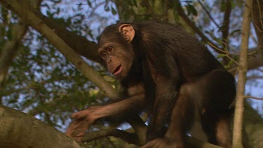 chimpanzee chimp primate leafy green tree chimpanzee climbing along branch day