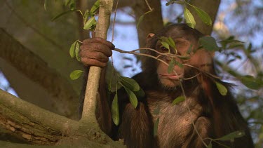 chimpanzee chimp primate sitting playing in leafy green tree twisting branch day