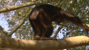 chimpanzee chimp primate rear end climbing walking along branches day