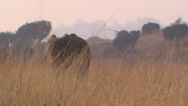 African elephant mammal grey walking strolling trunk raising  day