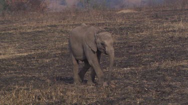 African elephant mammal grey baby young roaming chewing walking jogging picking up dry branches  day