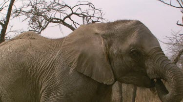 African elephant mammal chewing eating trunk raised tusks head swaying swinging day