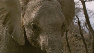 African elephant mammal CU full frontal face sad old staring day
