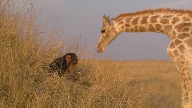 giraffe tall lanky eating foraging feeding grass leaning head down toward chimpanzee chimp primate grabbing playing friends day
