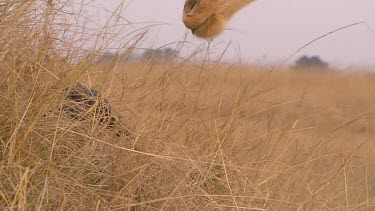 giraffe tall lanky eating feeding grazing sharing food chimpanzee chimp primate sitting relaxing long grasslands day