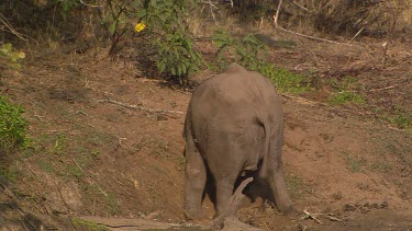African elephant mammal baby infant young walking jogging sitting lying down rubbing scratching itching dirt day