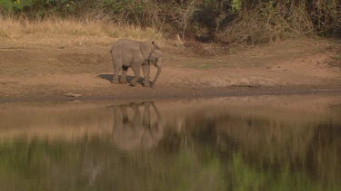 African elephant mammal standing waiting watering hole walking slowly strolling olive baboons primates running quickly fast day