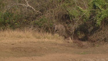 African elephant running jogging bush land small clearing watering hole creek back to bush day