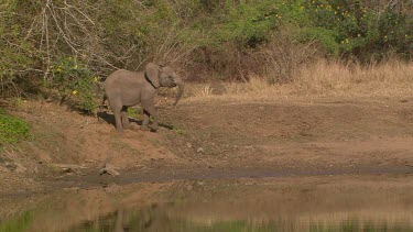 African elephant mammal kicking rubbing rolling lying down in dirt sitting watering hole creek day
