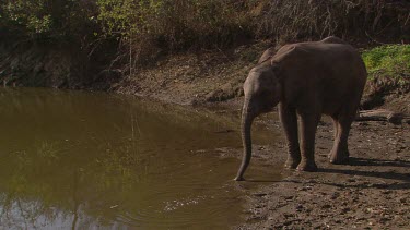 African elephant mammal standing waiting watering hole drinking walking away day
