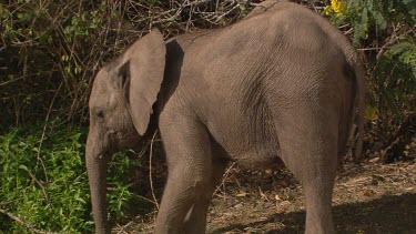 African elephant mammal digging kicking at dirt trunk searching foraging picking up leaves eating chewing feeding day