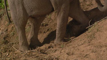 African elephant mammal kneeling digging dust dirt lying down rubbing rolling face into dirt scratching itching full frontal tusks sitting day