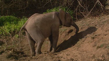 African elephant mammal picking eating chewing feeding scratching rubbing itching head dirt lying down resting relaxing day
