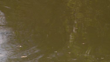 calm waters river crocodile reptile prehistoric predator primitive dangerous scales swimming gliding stalking quietly slowly day