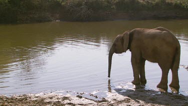 African elephant mammal standing water edge river trunk raised drinking sipping refreshing day