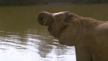 African elephant mammal standing water edge river trunk raised drinking sipping refreshing day