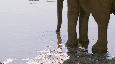 African elephant mammal standing water edge river trunk raised drinking sipping refreshing day