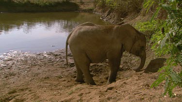African elephant mammal rubbing scratching itching head dirt trunk wriggling feeling resting relaxing standing walking day