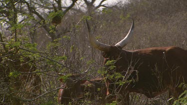 kudu antelope herd group together family tusks mammal standing still menacing staring waterside river day