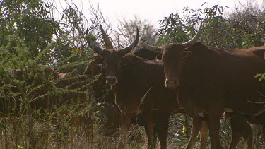 kudu antelope hoofed herd group together family tusks mammal standing still menacing roaming moving day