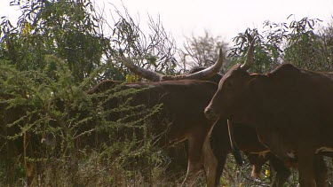 kudu antelope hoofed herd group together family tusks mammal standing still menacing roaming moving baby calf following day
